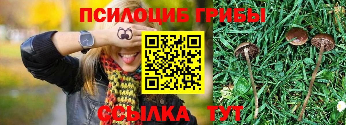 Галлюциногенные грибы Psilocybe  Вход с VPN  Псилоцибиновые грибы MAGIC MUSHROOMS  сколько стоит  Орёл 